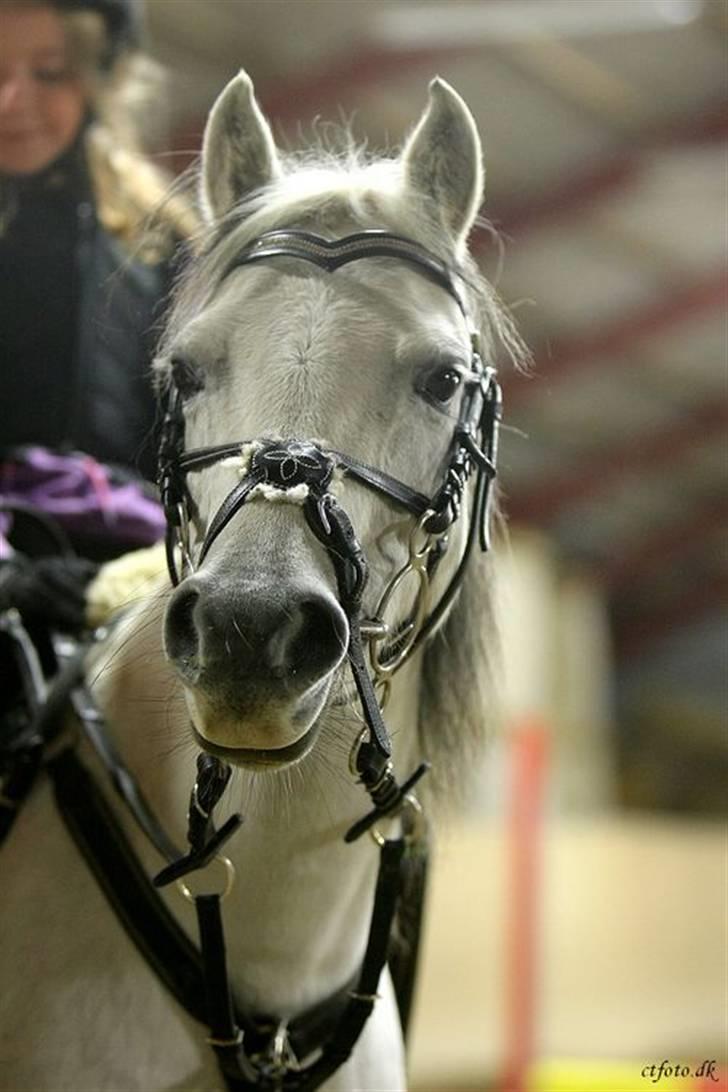 Welsh Pony af Cob-type (sec C) Smut, R.I.P. - smukke smut billede 16
