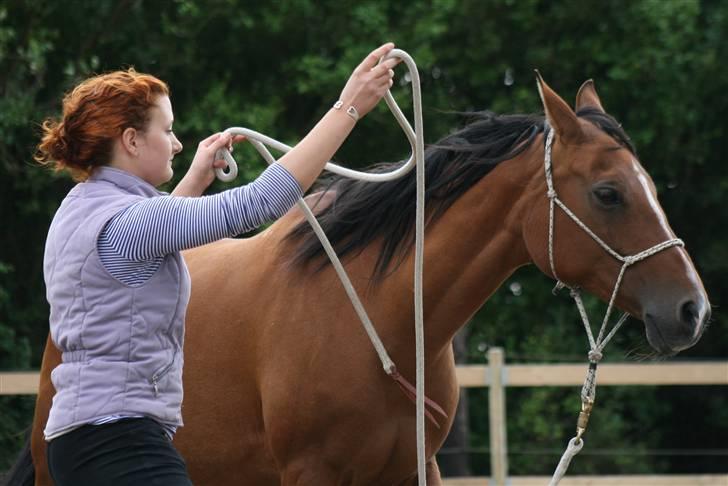 Anden særlig race Yazmin billede 10