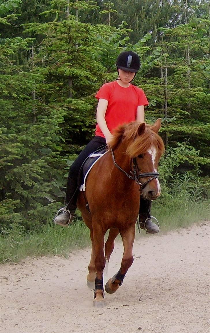 New Forest Kastanjegårdens Fersken billede 14