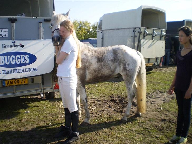 Welsh Partbred (Sec F) Zafir billede 2