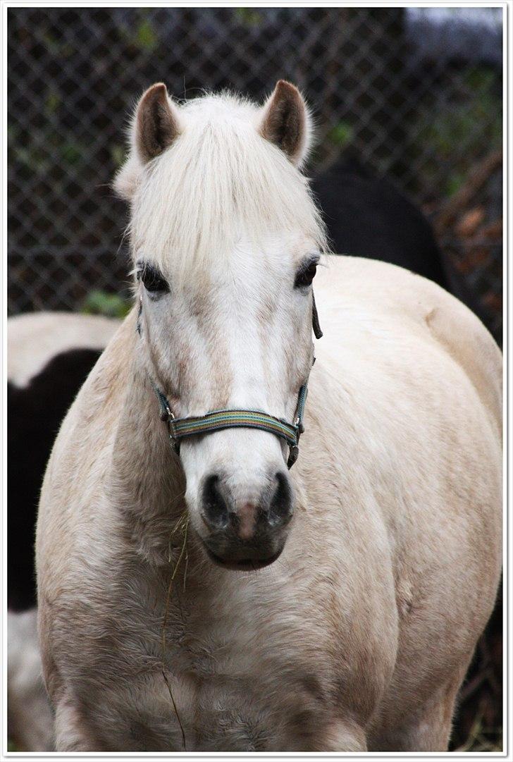 Anden særlig race Oswald <3 - Velkommen hos Oswald - Foto Mig <3 billede 1