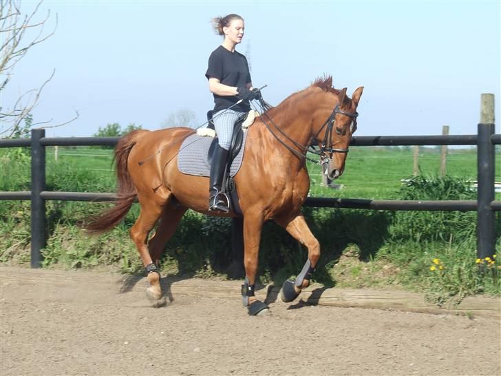 Frederiksborg Caleo  - d. 8 maj 2008 billede 10
