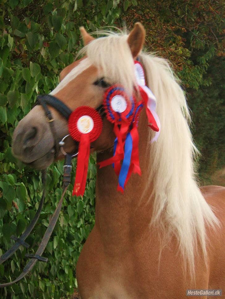 Haflinger Anton Wican billede 2