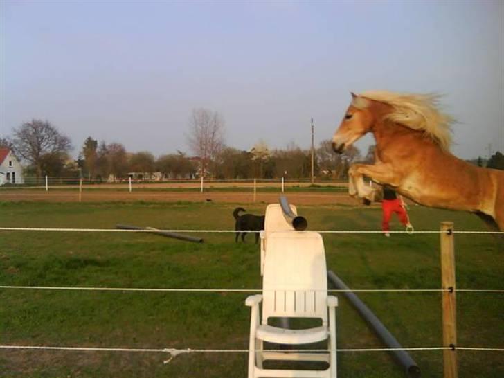 Haflinger Anton Wican billede 3