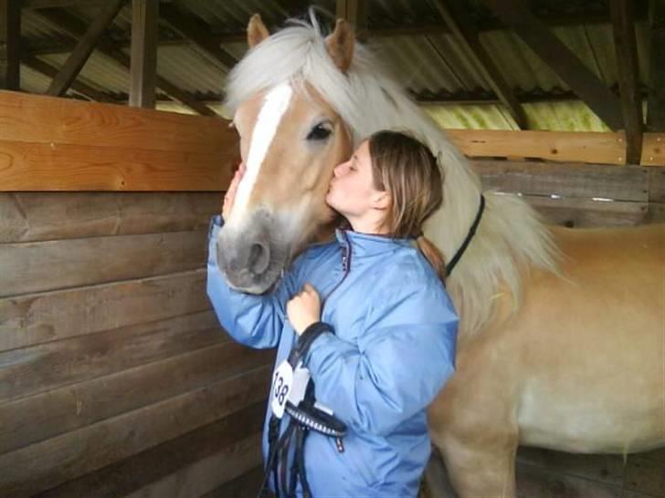 Haflinger Anton Wican - D.13.06.09 DET FYNSKE DYRSKUE - 23 point og udaget til skuets bedste vallak, hvor han endte på en 9. plads med 154 point.. Fint fint..  billede 4