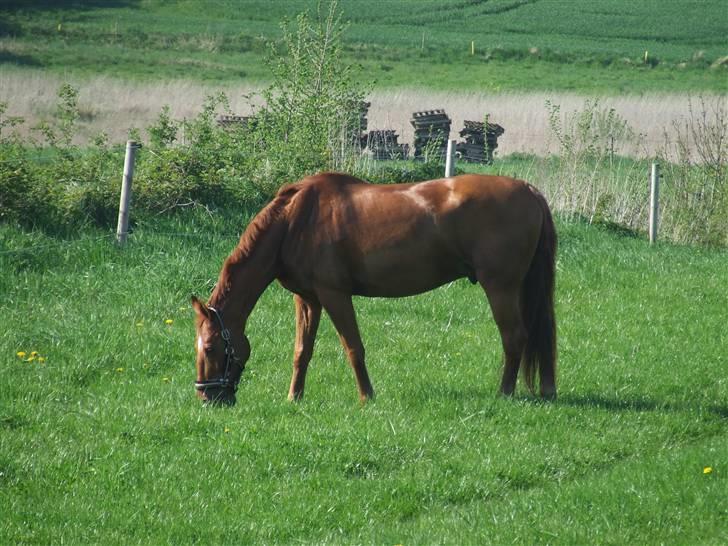 Frederiksborg Caleo  - d.8 maj 2008 billede 14