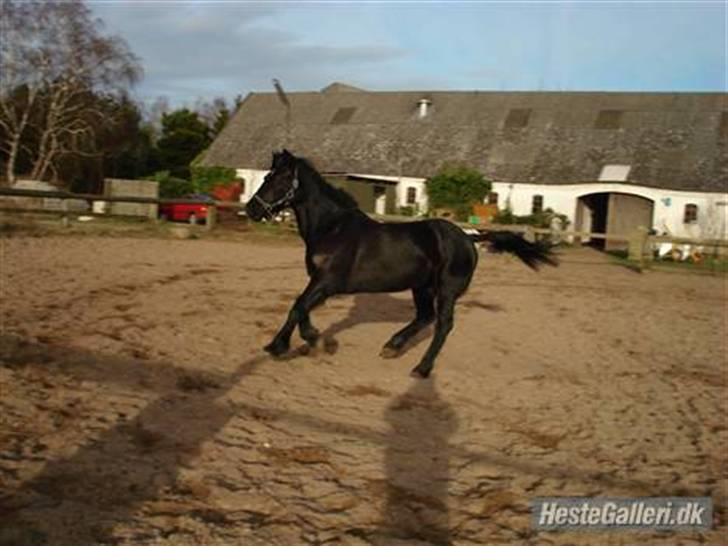 Welsh Cob (sec D) G. Black Surprise (SOLGT) - !,_,.¤*¨¨*¤.,_,.¤*¨¨*¤.,velkommen til min profil._,.¤*¨¨*¤ .,_,.¤*¨¨*¤.,_,  billede 1