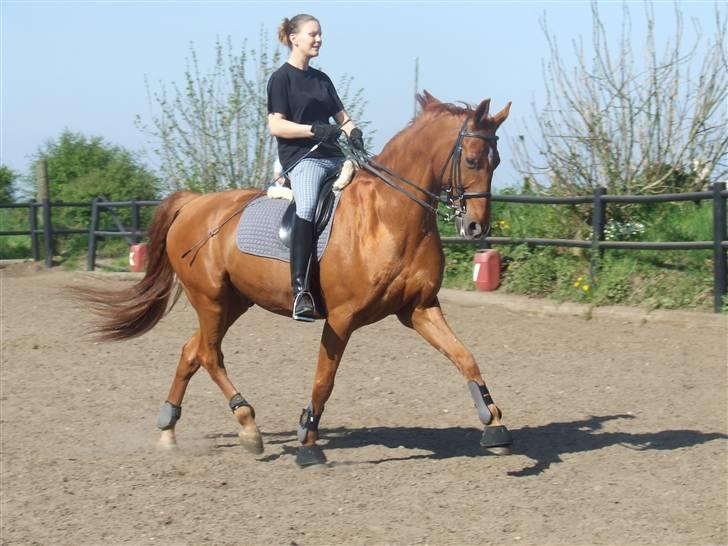 Frederiksborg Caleo  - d. 8 maj 2008 billede 15