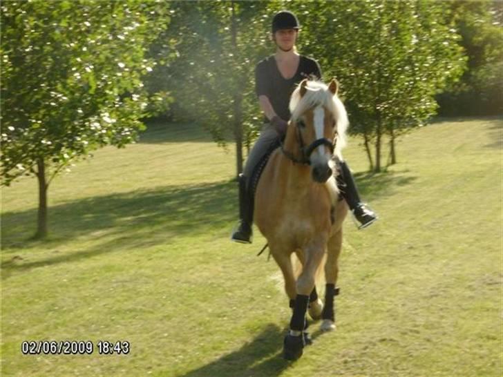 Haflinger Anton Wican billede 5