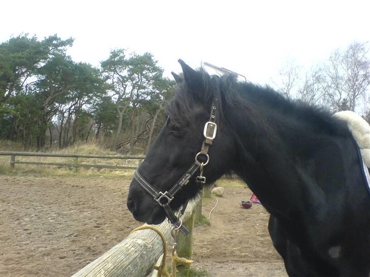 Welsh Cob (sec D) G. Black Surprise (SOLGT) - nu skal vi til at have trense på. billede 2