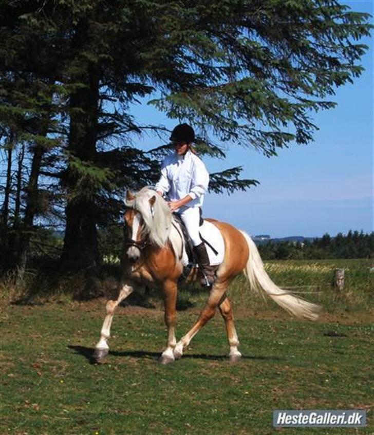 Haflinger Anton Wican -  Stævne på Stutteri Nordan år 2008 - her under opvarmning. billede 1