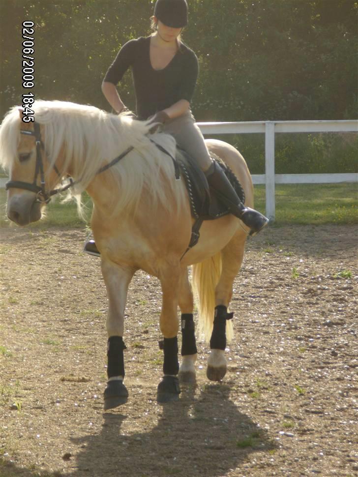 Haflinger Anton Wican billede 6