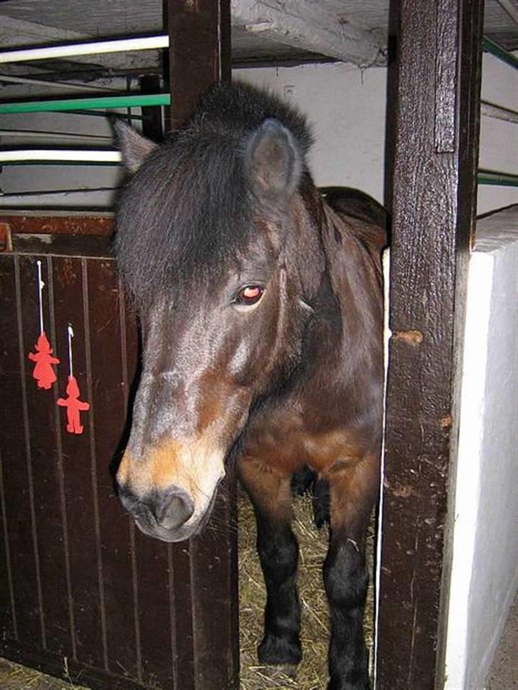 Anden særlig race *Wendy*   billede 19