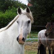 Anden særlig race White Power - Savnet !!