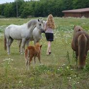 Welsh Partbred (Sec F) Zafir