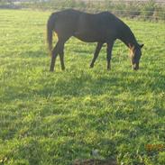 Welsh Pony (sec B) R.I.PWester Aikemas Amrah