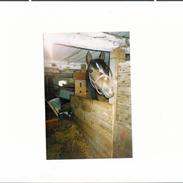 Connemara lille lindholm, tex