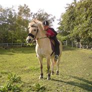 Fjordhest Musse *R.I.P*