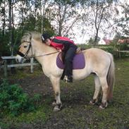 Fjordhest Musse *R.I.P*