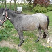 Anden særlig race Siri