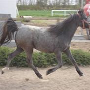 Anden særlig race Siri