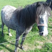 Anden særlig race Siri