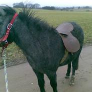 Anden særlig race Siri