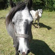 Anden særlig race Siri