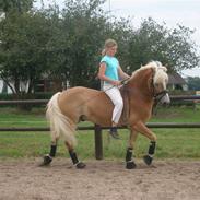 Haflinger WHISKY