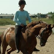 Dansk Varmblod Locky Roset <3 SOLGT