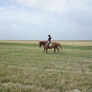 Frederiksborg Lux Jomfrugaard (Passer)