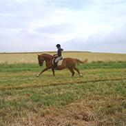 Frederiksborg Lux Jomfrugaard (Passer)
