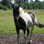 Hollandsk Sportspony Painted With Black SOLGT