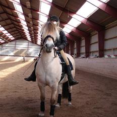 Fjordhest Prins solgt