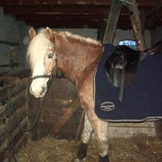 Tyroler Haflinger Wallie