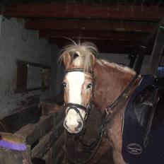 Tyroler Haflinger Wallie