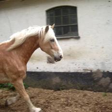 Tyroler Haflinger Wallie