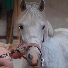 Welsh Pony af Cob-type (sec C) Hesta <3 SOLGT - RIP