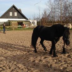 Welsh Cob (sec D) G. Black Surprise (SOLGT)