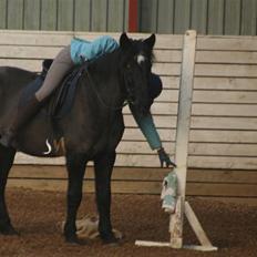 Anden særlig race Usumi