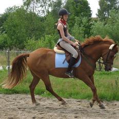 Anden særlig race Hannibal **Solgt** /: