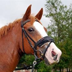 Dansk Varmblod Michell Damningsdal