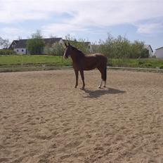 Dansk Varmblod Wholi brentedal