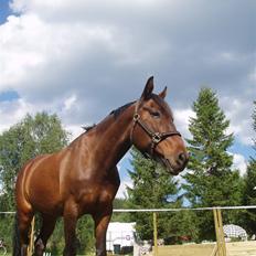 Norsk Sportspony Chianti