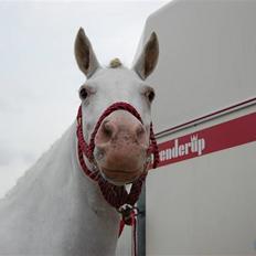 Connemara Mosedals Snowflake