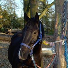 Anden særlig race Snip "Stoffer" Solgt