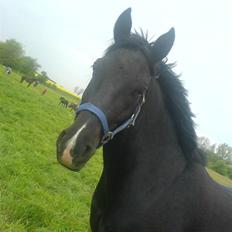 Anden særlig race Snip "Stoffer" Solgt