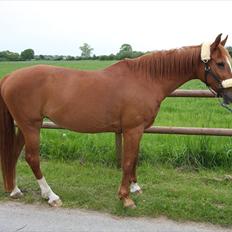 Arabisk fuldblod (OX) Desireé, † Hvil i fred