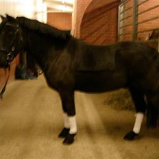 Dartmoor Oliver (Solgt)