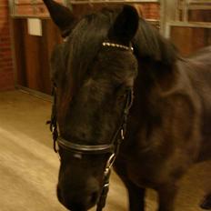 Dartmoor Oliver (Solgt)